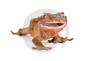 Crested Gecko Licking Lips