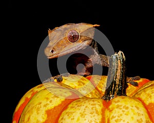 Crested Gecko Pumpkin