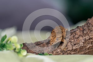 Crested gecko in studio