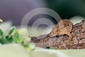 Crested gecko in studio