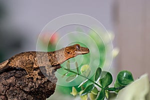 Crested gecko in studio