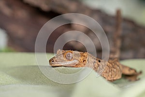 Crested gecko in studio