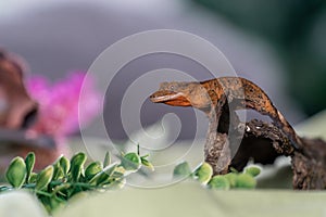 Crested gecko in studio