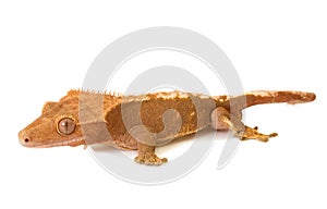 Crested gecko in studio