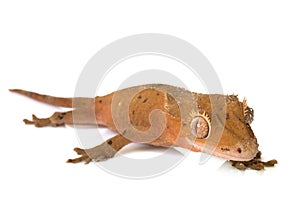 Crested gecko in studio