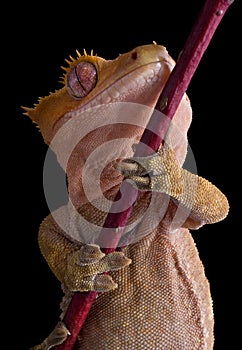 Crested Gecko underneath photo