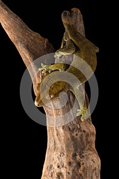 The crested gecko Ñute isolated on black background