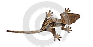 Crested Gecko on white background