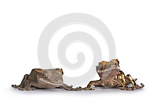 Crested Gecko on white background