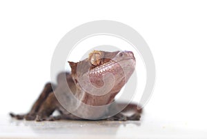 Crested Gecko on wthite background looking at the camera.