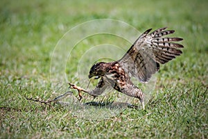 Crested Goshawk bird fighting with snake photo