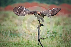 Crested Goshawk bird fighting with snake photo