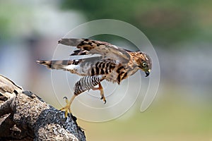 Crested Goshawk in hunt lizard, alap alap bird, animal closeup