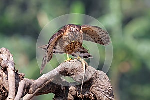 Crested Goshawk in hunt lizard, alap alap bird, animal closeup