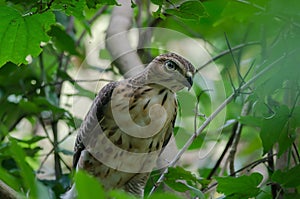 Crested goshawk in the nature