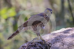 Crested Goshawk with yellow or orange eyes Occipital crest Gray head, gray-brown body, white neck, central line, black neck With a photo