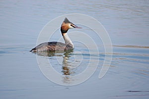 Crested grebe