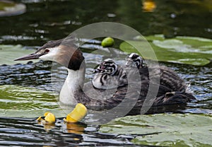 Crested grebe adult with babies on its back
