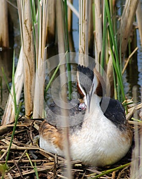 Crested Grebe with hatchling