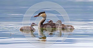 Crested grebe, podiceps cristatus, duck and babies