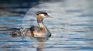 Crested grebe, podiceps cristatus, duck and baby