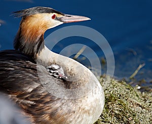 Crested grebe, podiceps cristatus, duck and baby photo