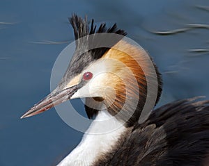 Crested grebe (podiceps cristatus) duck portrait