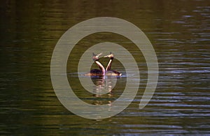 Crested grebe, podiceps cristatus, ducks courtship