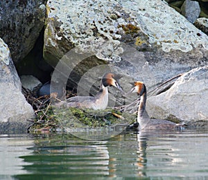 Crested grebe (podiceps cristatus) nest in rocks