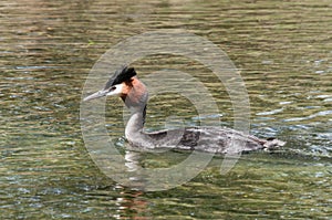 Crested Grebe (southern)