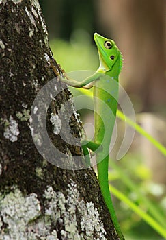 Crested green lizard on tree trunk (Bronchocela cristatella)