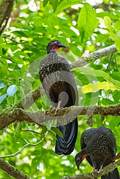 Crested Guan, bird photo