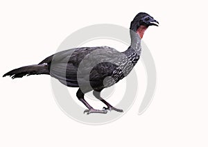 Crested Guan Isolated photo