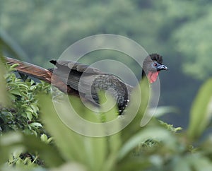 Crested Guan - Penelope purpurascens