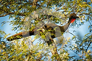 Crested guan - Penelope purpurascens black crested bird,  ancient group of birds of Cracidae, found in the Neotropics, lowlands