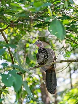 Crested guan (Penelope purpurascens) in Costa Rica