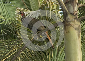 Crested guan Penelope purpurascens, Costa Rica