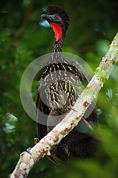 Crested Guan, Penelope purpurascens, Tikal, El PetA?Â©n, Guatemala