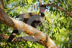 Crested Guan, Penelope purpurascens, Tikal, Guatemala. Wildlife animal scene from nature. Birdwatching in Central America. Rare bi