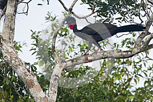 Crested Guan Standing on Tree Branch