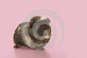 Crested guinea pig seen from the front on a pink background with copy space
