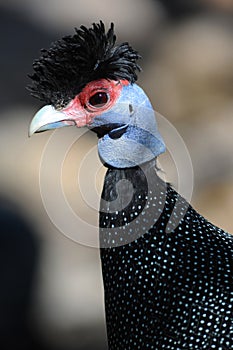 Crested Guineafowl photo