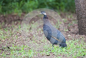 Crested guineafowl (Guttera pucherani)