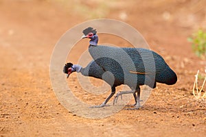 Crested Guineafowl - Guttera pucherani