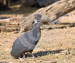 A crested guineafowl Guttera pucherani African bird.