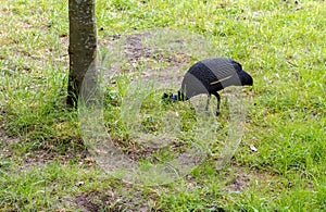 The crested guineafowl Guttera pucherani bird looking for food. The bird has blackish plumage with dense white spots and is