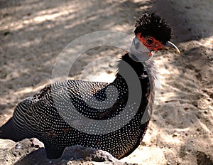 Crested guineafowl guttera pucherani.  close-up of a spotted bird