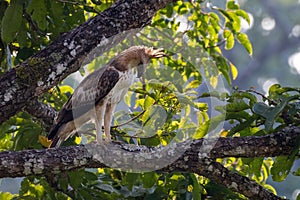 Crested Hawk Eagle