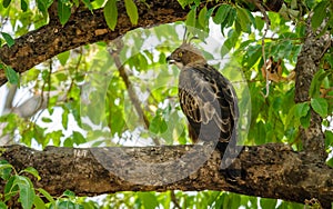 Crested Hawk Eagle photo