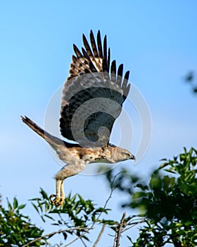 Crested hawk-eagle in flight. Majestic hunters in the wild. Powerful claws and the sharp beak with focused eyes are a deadly